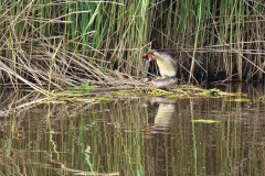 Afwateringskanaal - (Drongelens-kanaal)