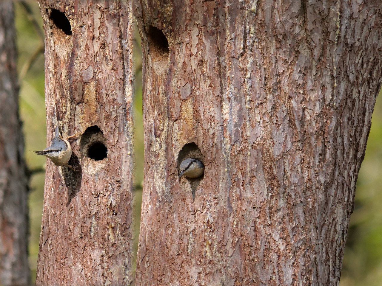 Boomkleverin oud spechtennest
