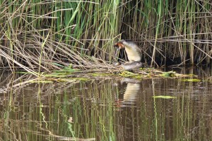 Afwateringskanaal - (Drongelens-kanaal)