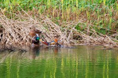 Afwateringskanaal - (Drongelens-kanaal)