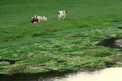 Koeien aan het kanaal
