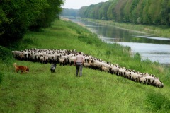 Schapen