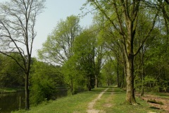 Bomen kleuren groen