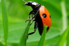 Zevenstippelig Lieveheersbeestje