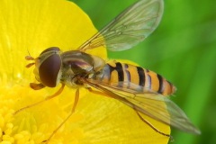 Pyamazweefvlieg op boterbloem