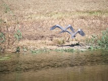 Blauwe reigers