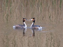 Futen met voorjaar in de kop