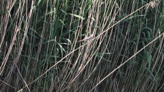 Koekoek op zoek naar nest