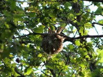 Wielewaal jongen in nest