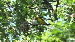 Wielewaal ouder voert jong
