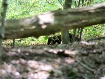 Boommartervrouw op jacht