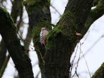 Middelste bonte specht