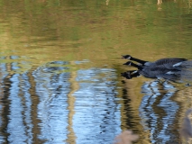Canadese ganzen - voorjaarsritueel