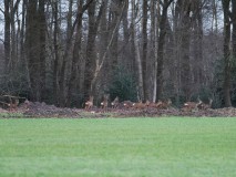 Groep reeën tegen de bosrand