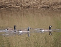Canadese ganzen en canadese x brandgans
