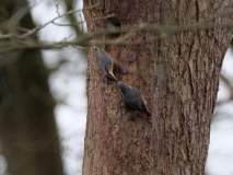 Koppeltje boomklevers