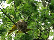 Wielewaal bij het nest