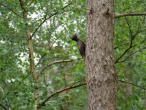 Jonge zwarte specht, man