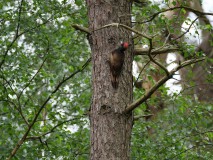 Jonge zwarte specht, man