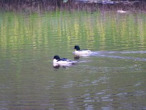 Twee grote zaagbekken