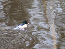 Grote zaagbek verschalkt visje