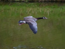 Hybride grauwe en grote canadese gans