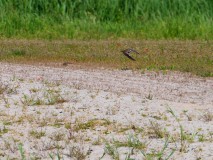 Kleine plevier aan de Kanaalweg