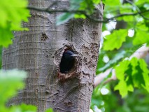 Jonge zwarte specht, vrouw