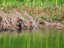 Mandarijneend (man) ruziënd met wilde eend