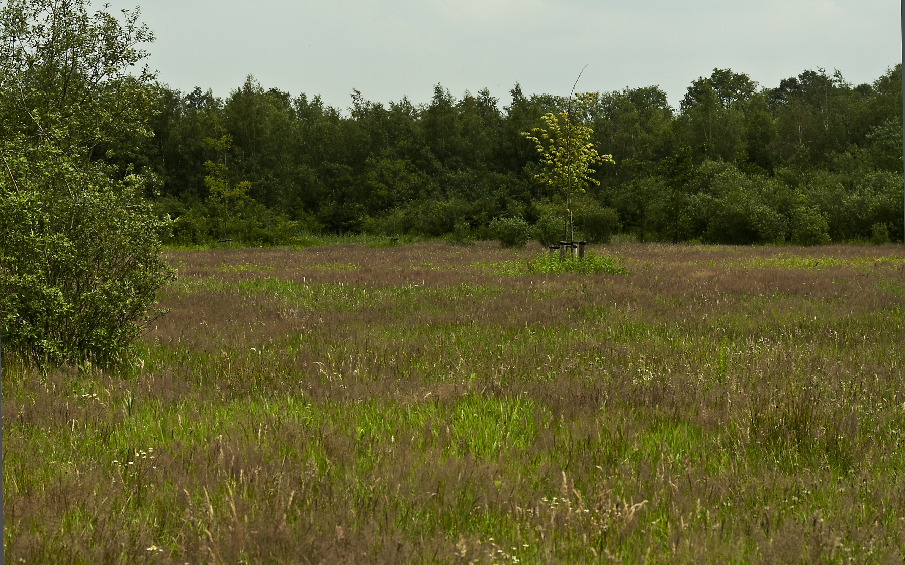 Roodbloeiende zegge