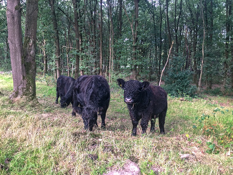 Galloway runderen