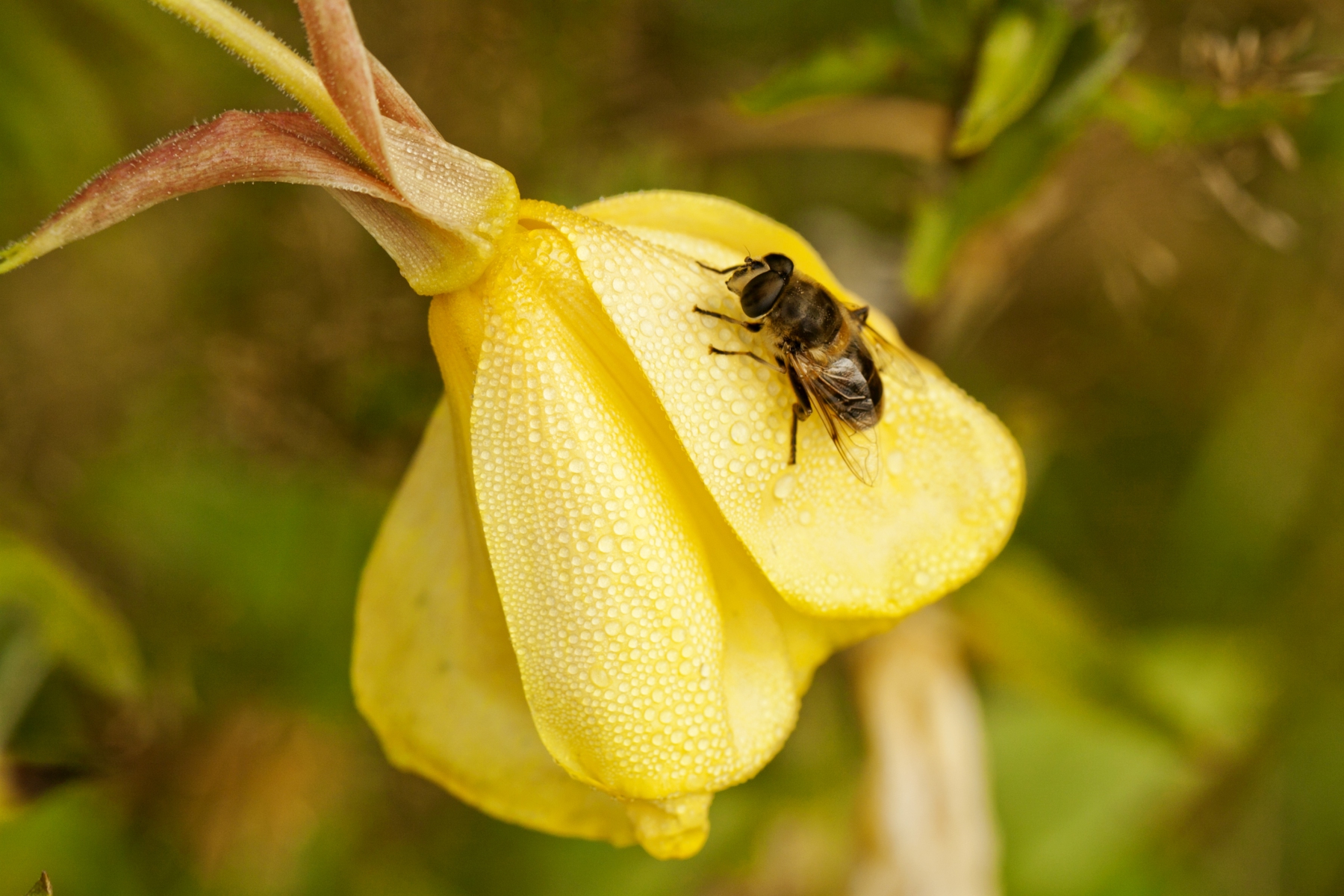 Teunisbloem met blinde bij