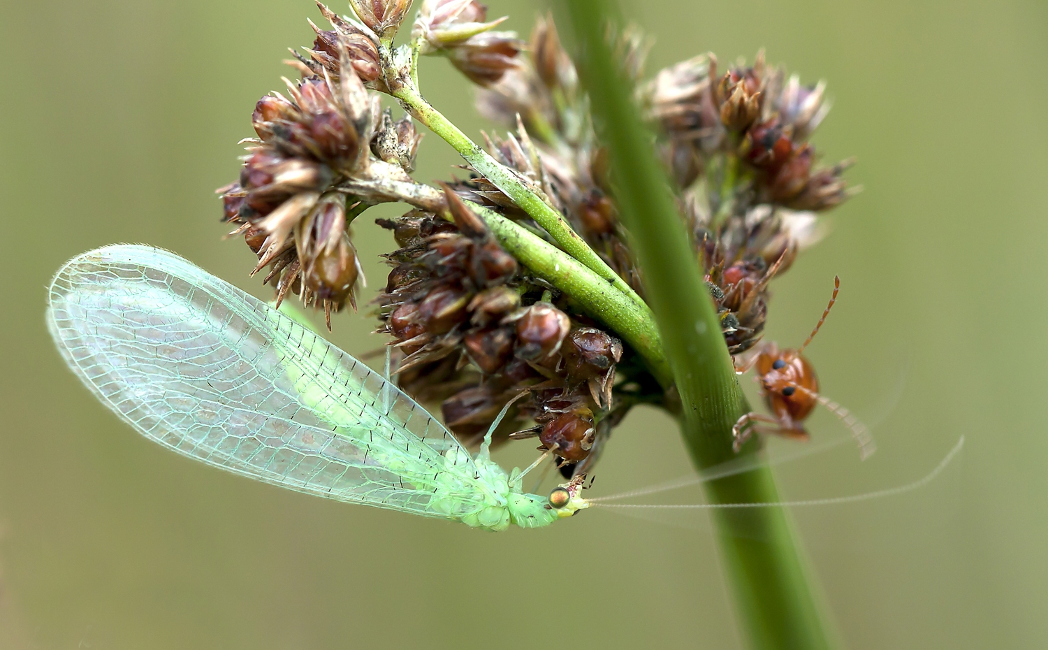 Groene Gaasvlieg