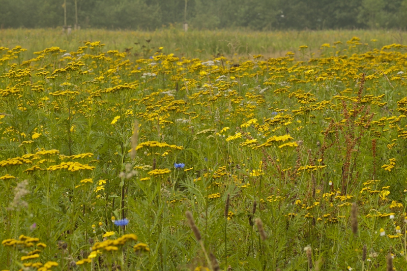 Vlinderveld kleurt geel