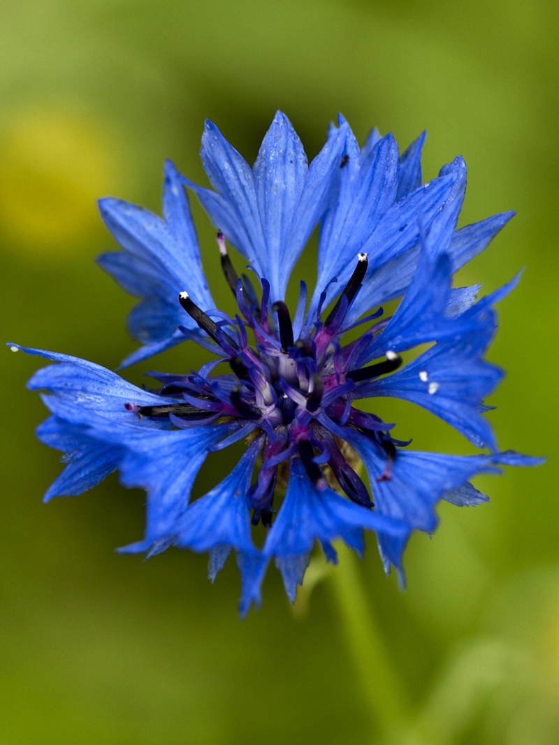Korenbloem