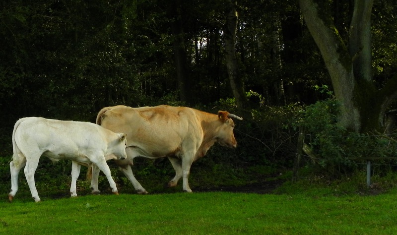 Blonde d'Aquitaine runderen
