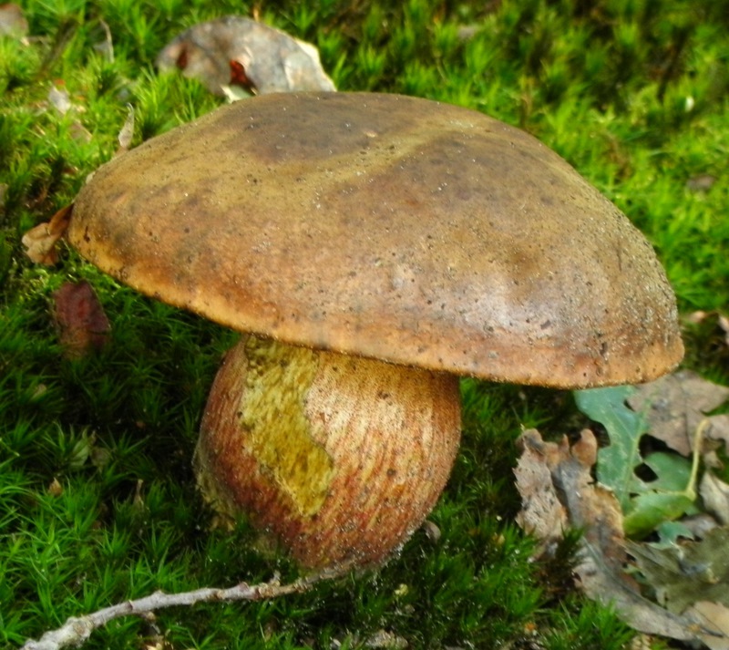 Gewone Heksenboleet