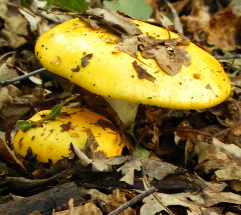 Geelwitte Russula