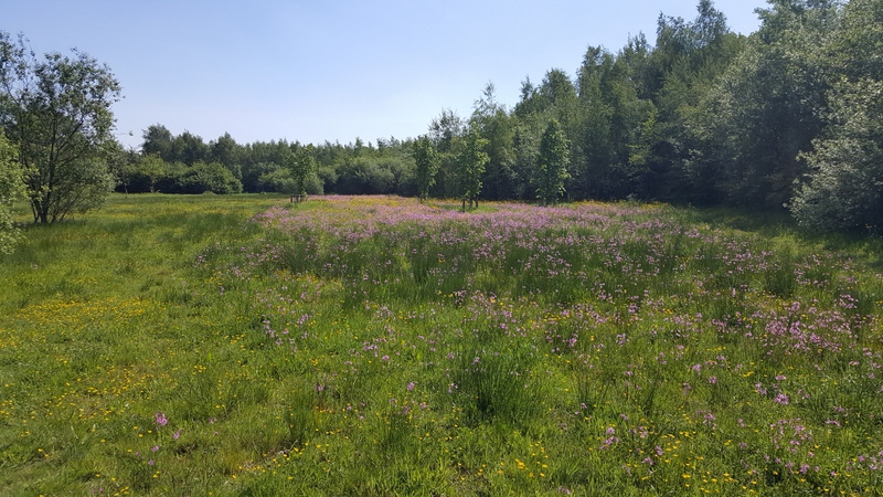 Vlinderveld
