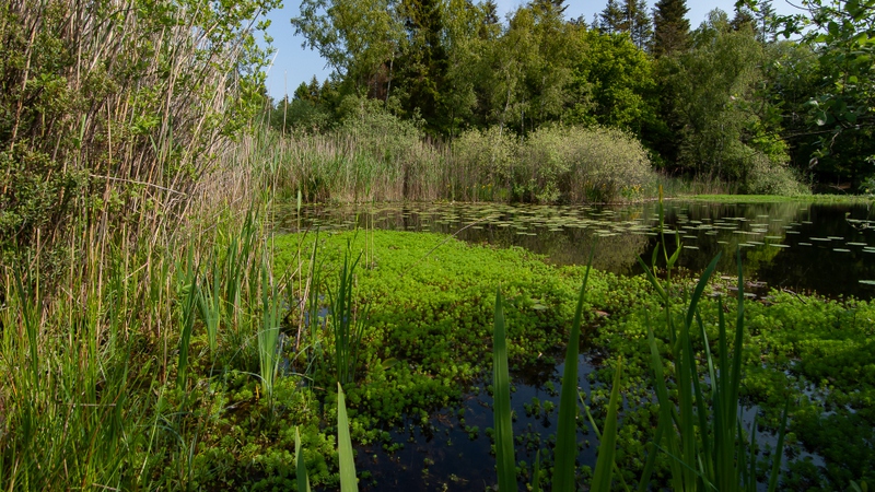 Ottershoek