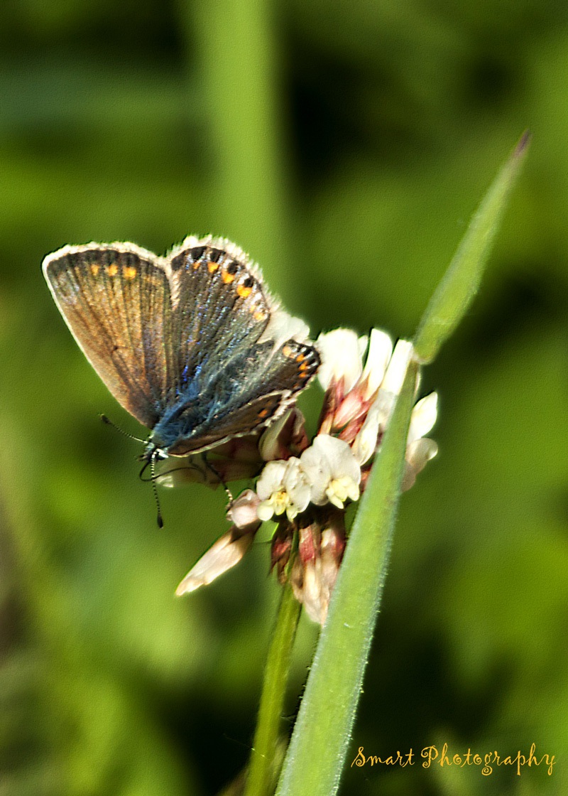 Icarus Blauwtje (vrouw)