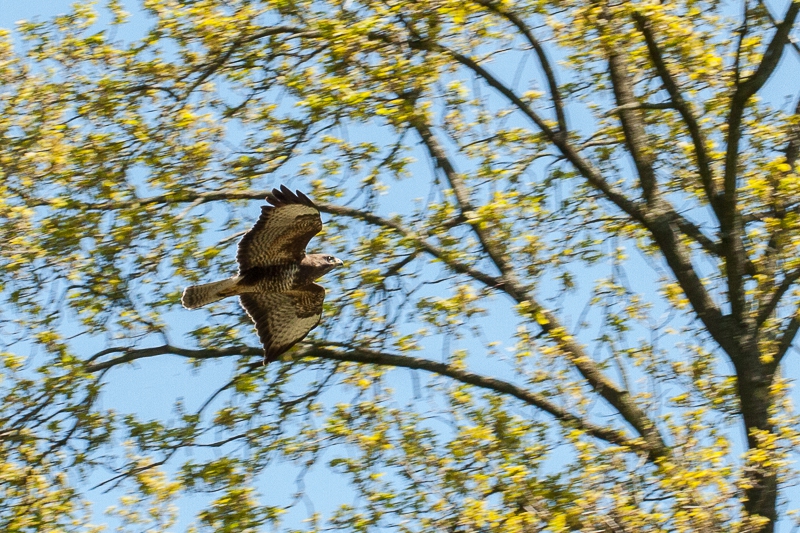 Buizerd