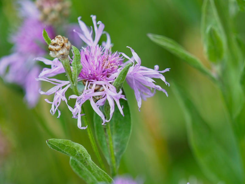Echte Koekoeksbloem