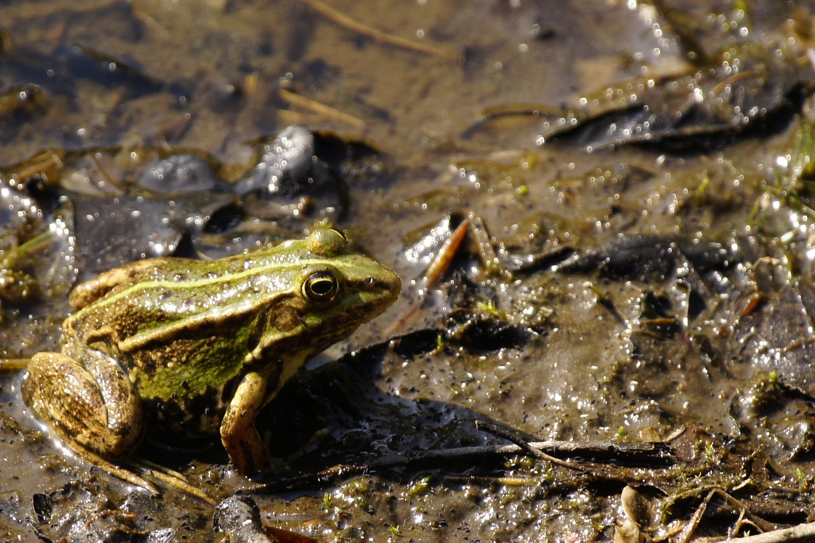 Groene kikker