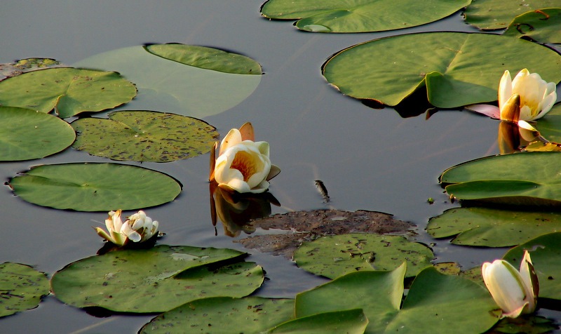 Witte Waterlelie