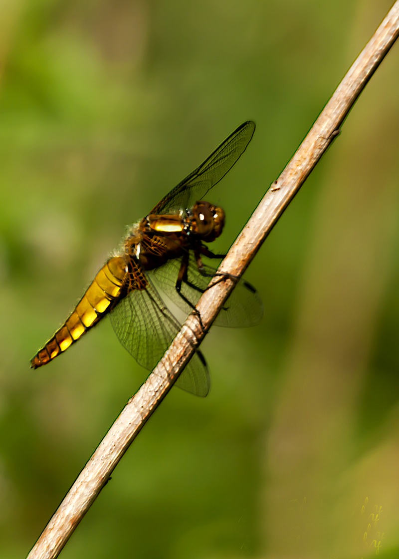 Platbuik