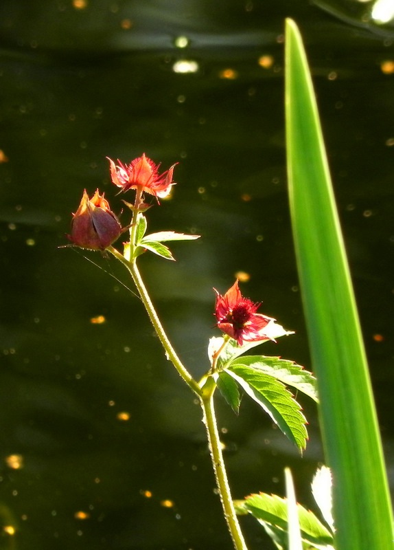 Wateraardbei