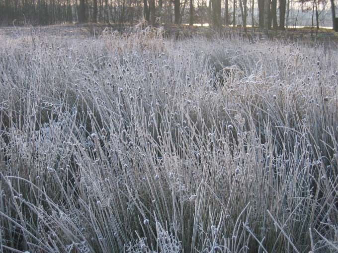 Besneeuwde Uitgebloeide Planten