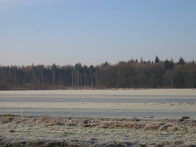 Winters weiland