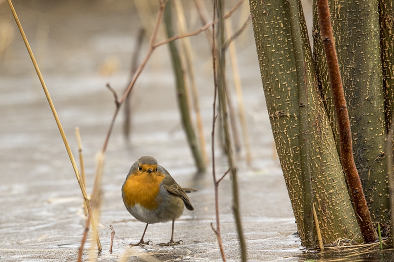 Roodborst-op-het-ijs